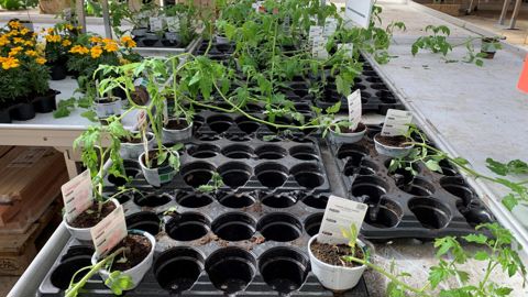 La FNPHP négocie avec le ministre de la Santé pour que les plants de légumes, qui sont largement utilisés par les Français, puissent être commercialisés pendant la crise. ©François Arnould